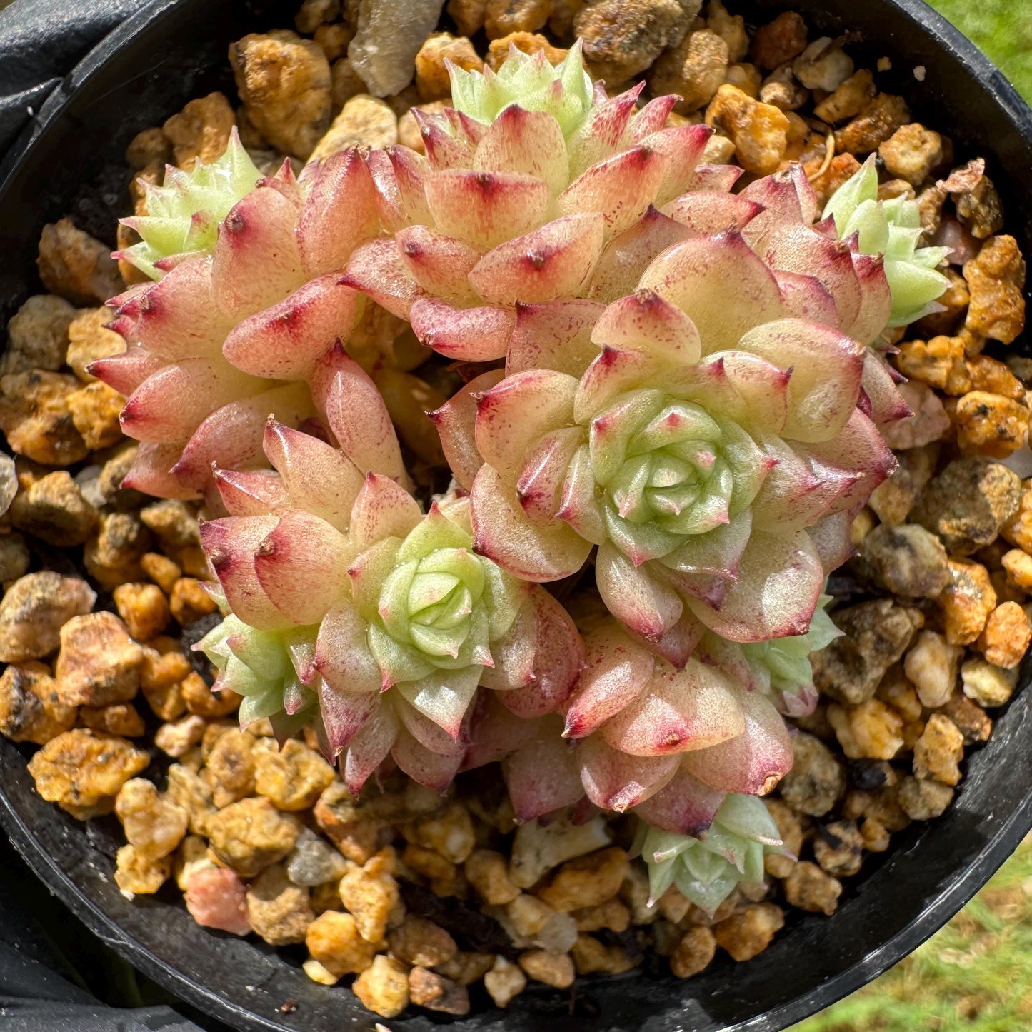 Rare succulents plants, Echeveria' malgan ' small cluster , 2.1inches