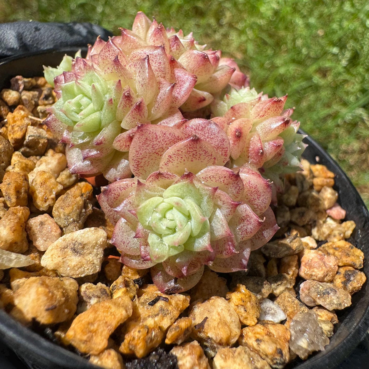 Rare succulents plants, Echeveria' malgan ' small cluster , 2.1inches