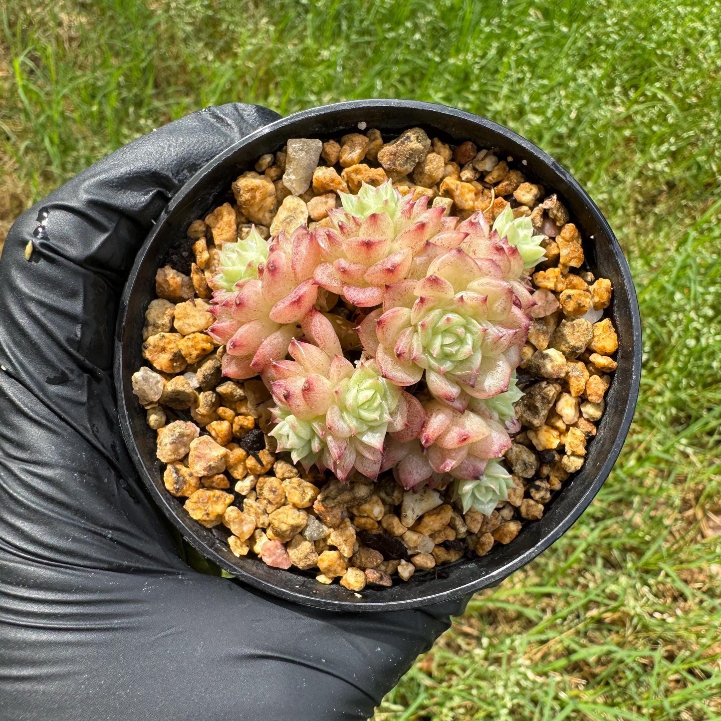 Rare succulents plants, Echeveria' malgan ' small cluster , 2.1inches