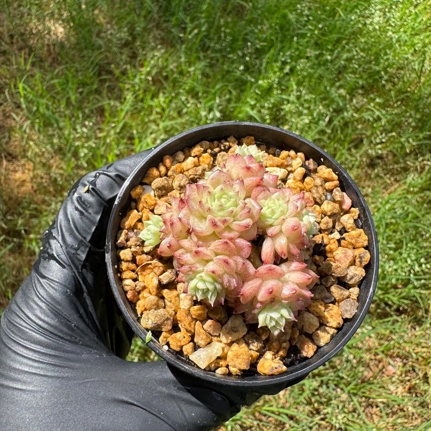 Rare succulents plants, Echeveria' malgan ' small cluster , 2.1inches