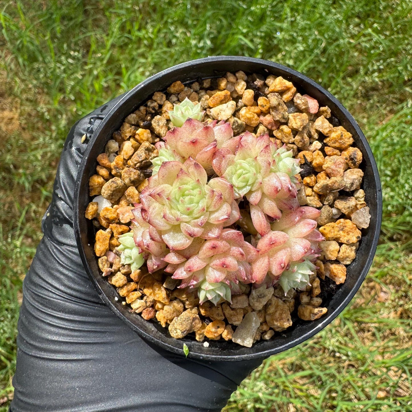 Rare succulents plants, Echeveria' malgan ' small cluster , 2.1inches