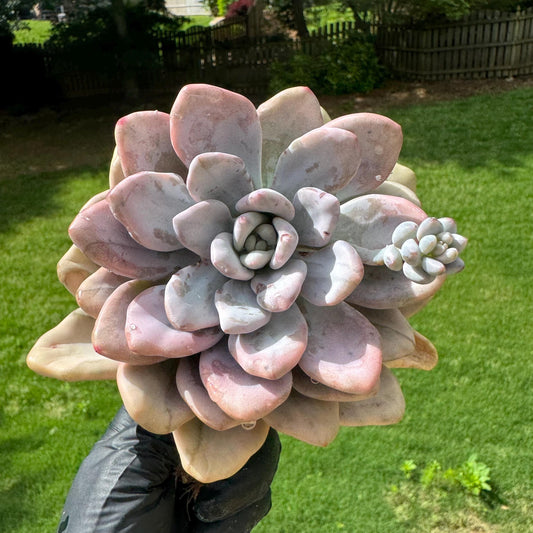 Graptoveria 'Opalina variegated’ , single head, 4.4inches