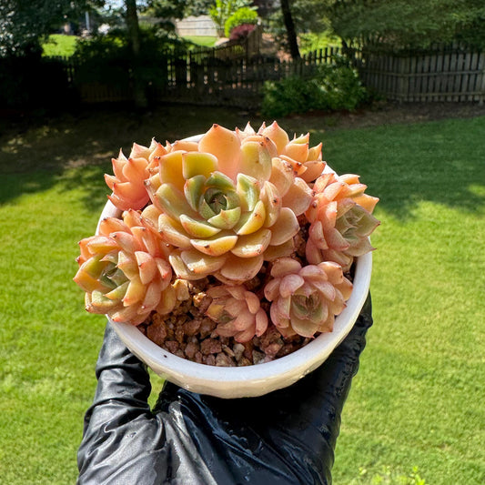 Rare succulents, Echeveria Golden 'BenBadis ' small Cluster, 2.8inches
