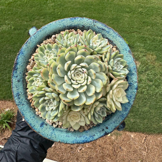 Rare succulents, Echeveria 'Minima variegated', 4inches