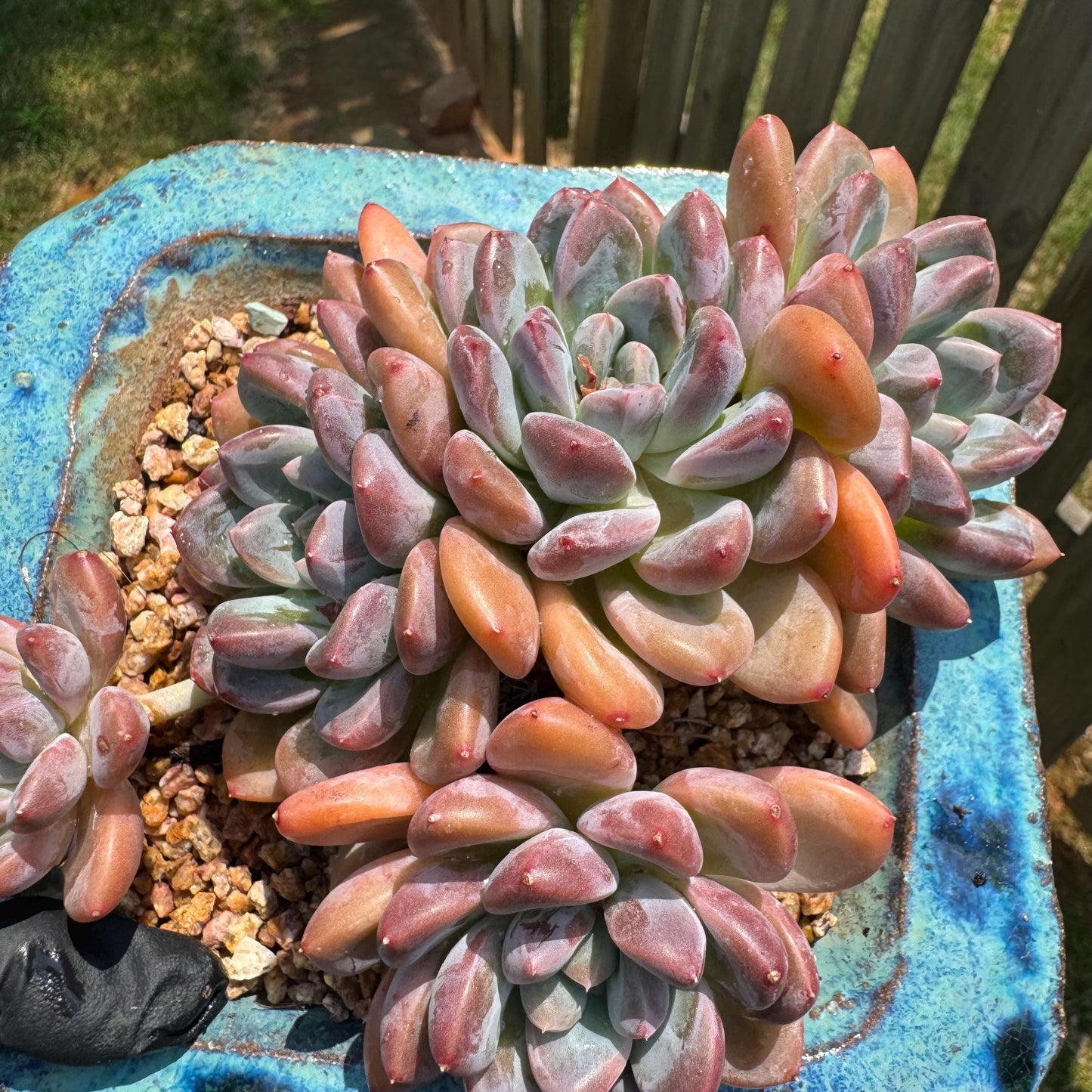 Echeveria 'white dew cluster' , 4.9inches