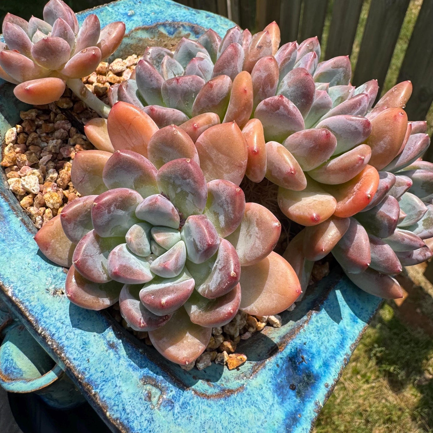 Echeveria 'white dew cluster' , 4.9inches
