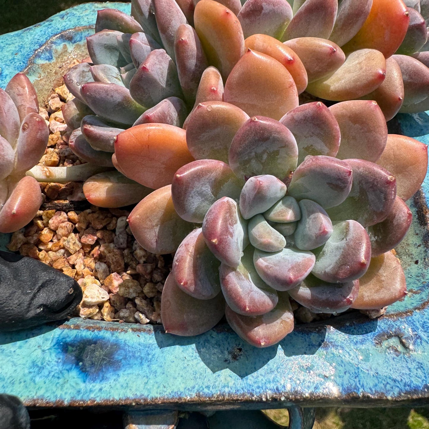 Echeveria 'white dew cluster' , 4.9inches