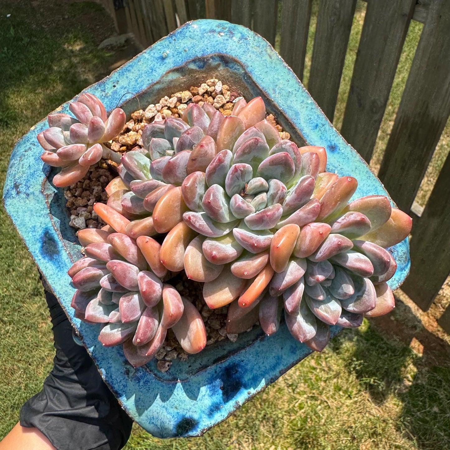 Echeveria 'white dew cluster' , 4.9inches