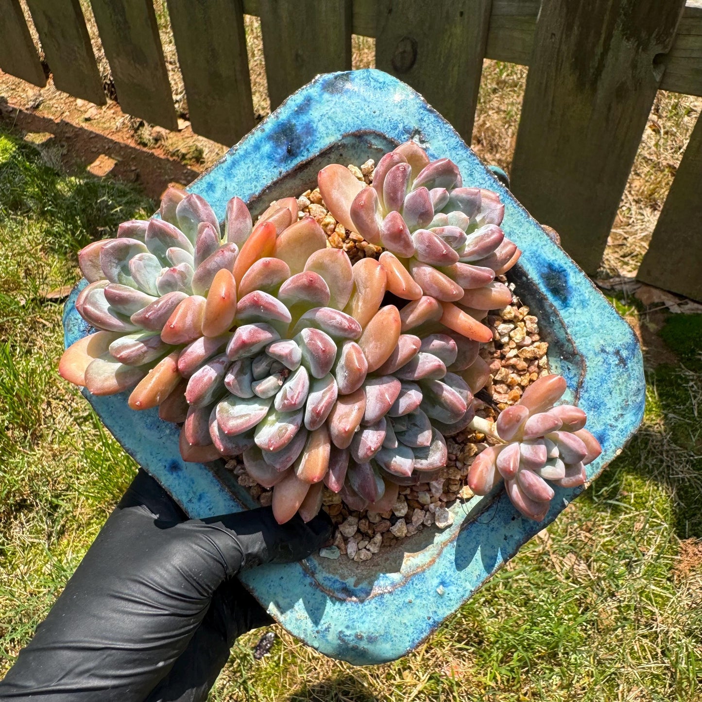 Echeveria 'white dew cluster' , 4.9inches