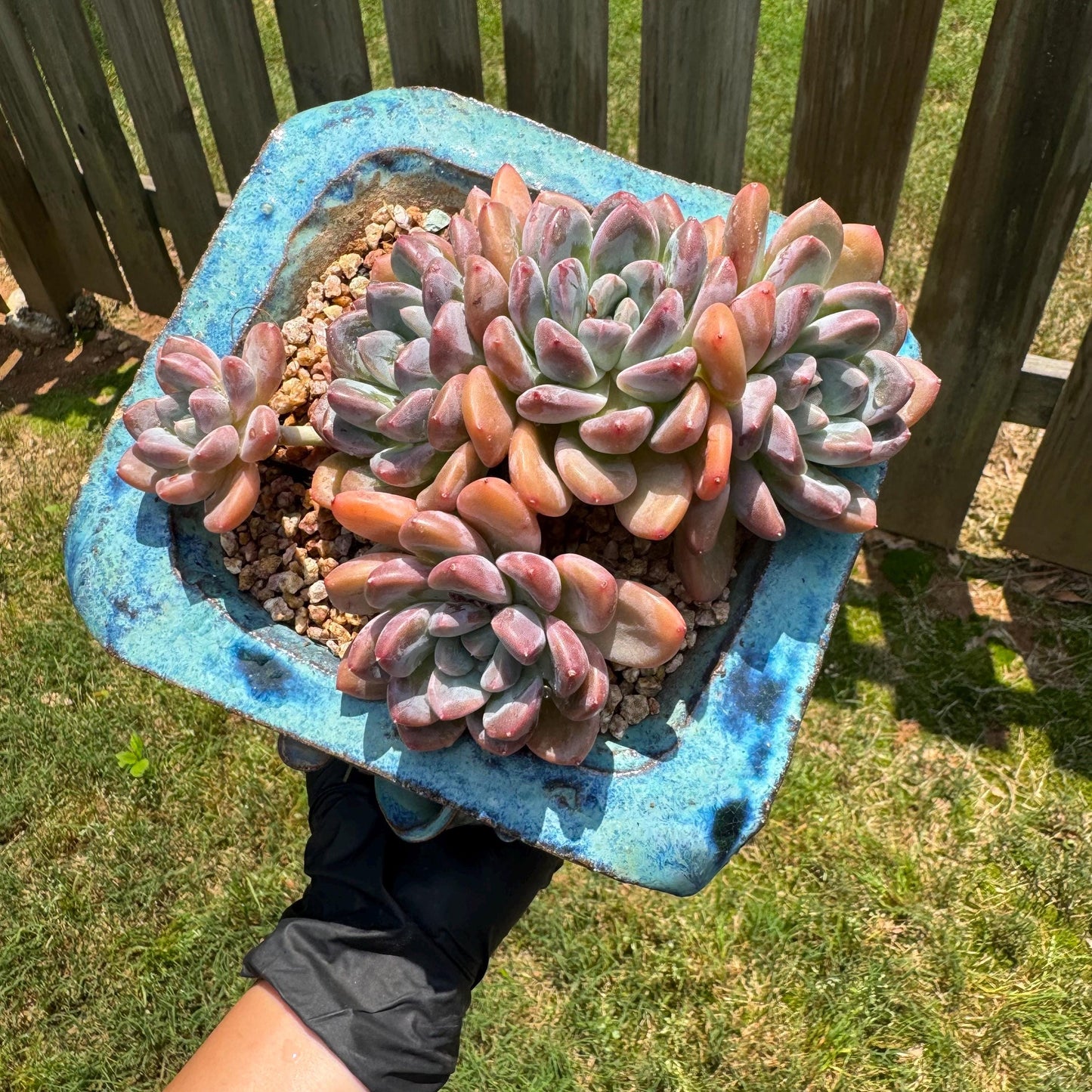 Echeveria 'white dew cluster' , 4.9inches