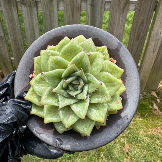 New! Echeveria '  rose Maria variegated', a head with 2babies, 3.5inches