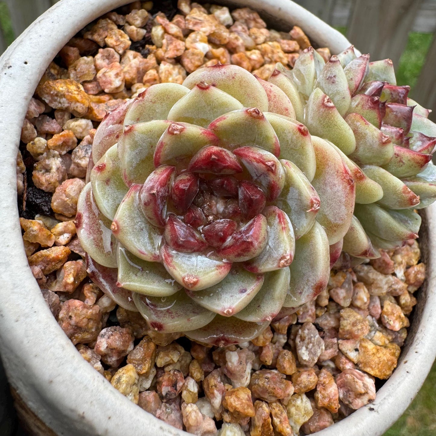 New  succulents, Echeveria  'Red Velvet', 2heads, 2.7inches