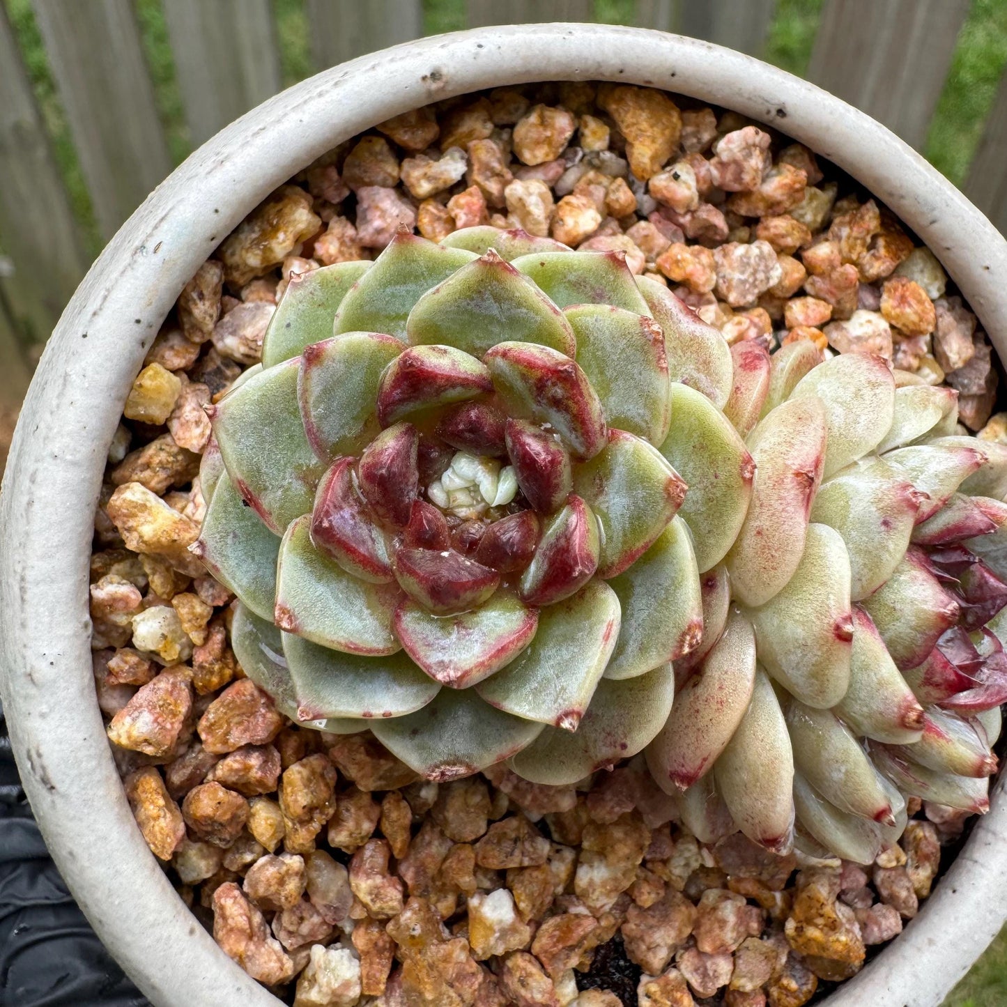 New  succulents, Echeveria  'Red Velvet', 2heads, 2.7inches