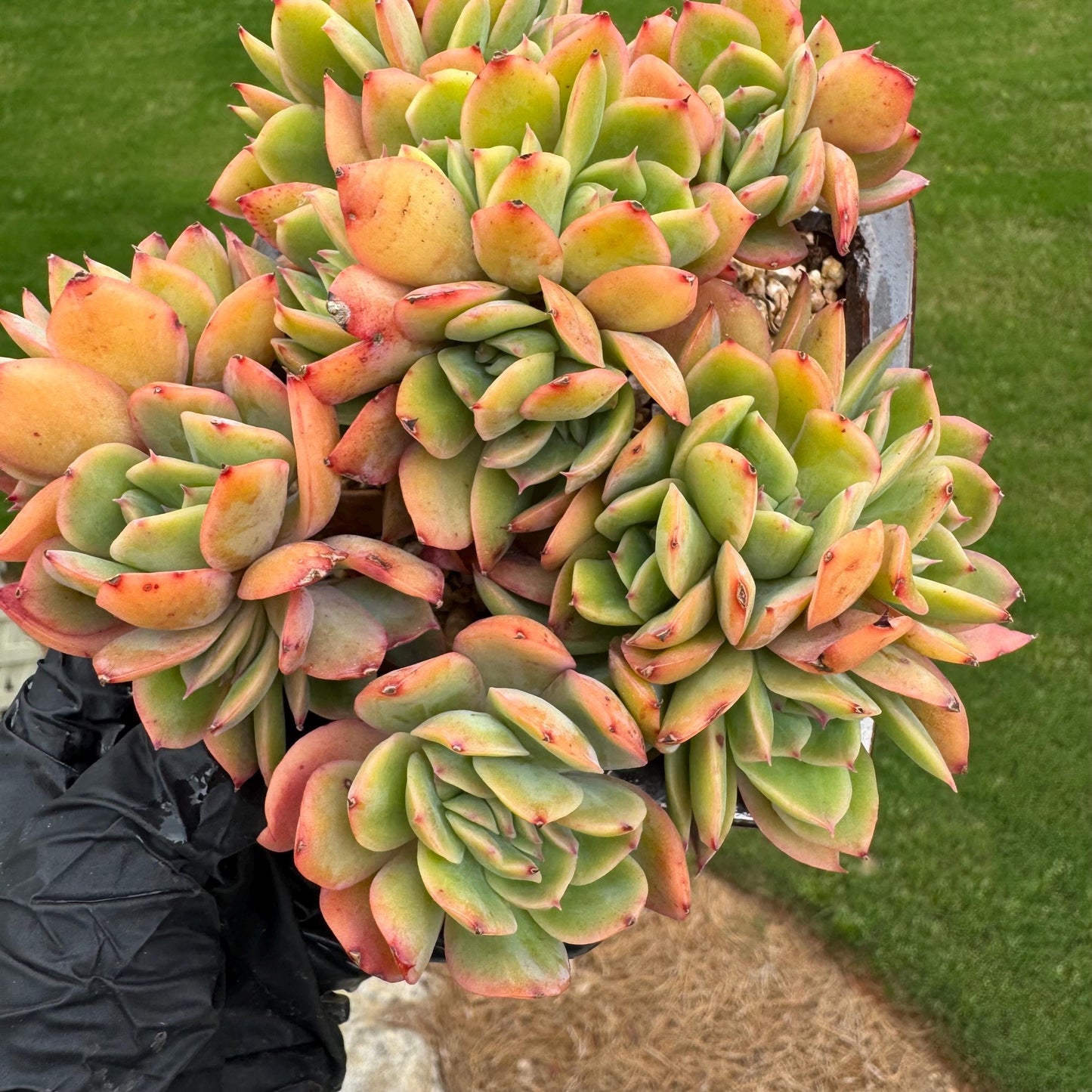 succulents plants, Echeveria 'Luella' cluster, 4.9inches