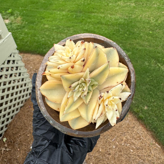 Rare succulents, Echeveria 'Monocerotis full variegated ’,( some burn scars on leaves ) ,3.0inches
