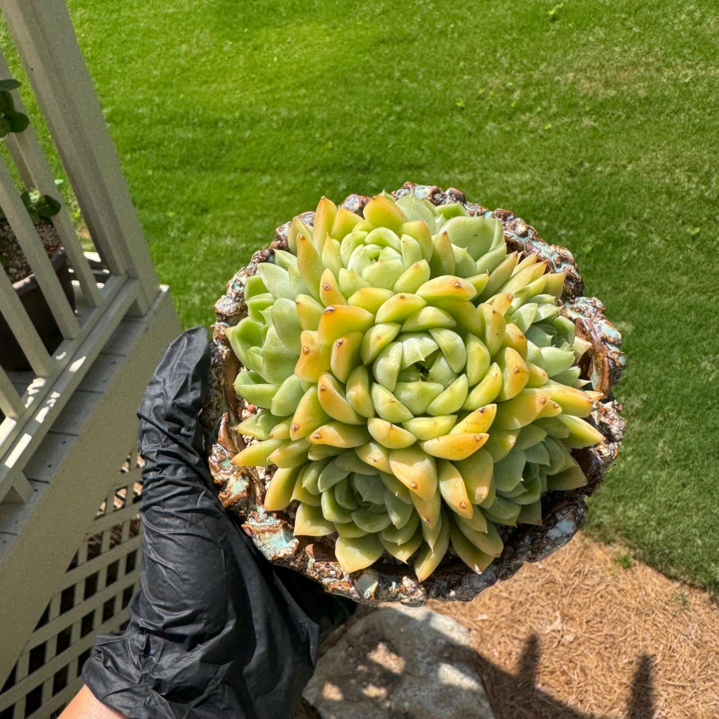 Echeveria' Malgan sp.' Cluster, 5.1inches