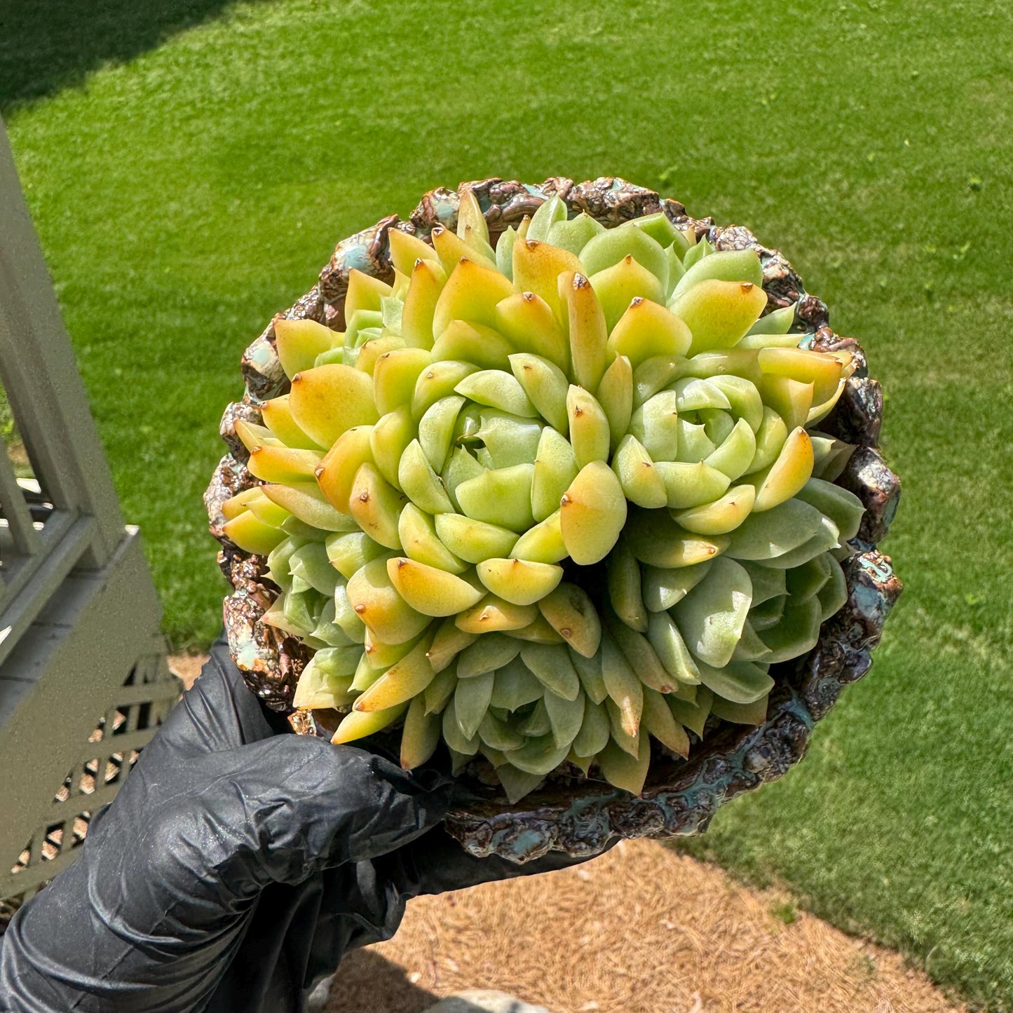 Echeveria' Malgan sp.' Cluster, 5.1inches