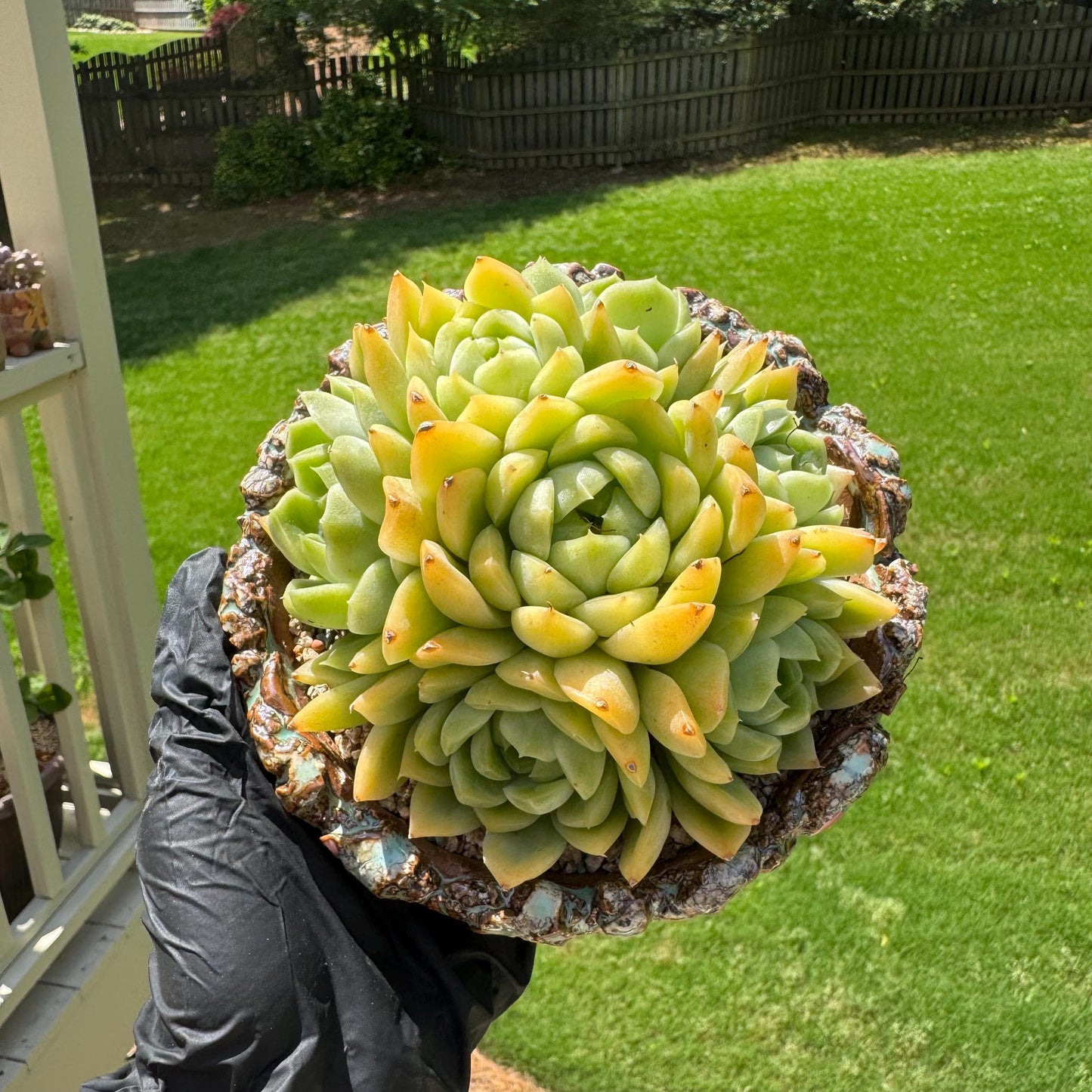 Echeveria' Malgan sp.' Cluster, 5.1inches