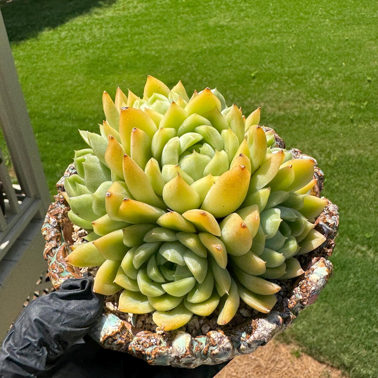 Echeveria' Malgan sp.' Cluster, 5.1inches