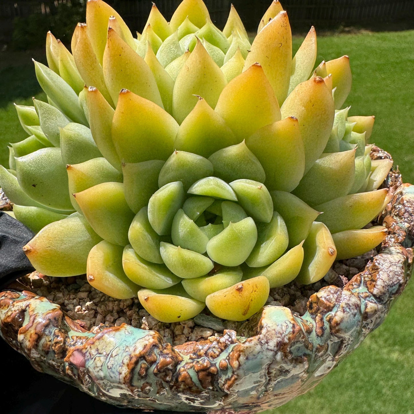 Echeveria' Malgan sp.' Cluster, 5.1inches