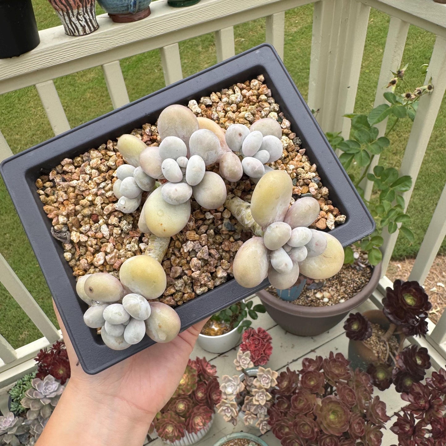 New succulents, Pachyphytum' oviferum cheese' cluster, 3.5inches