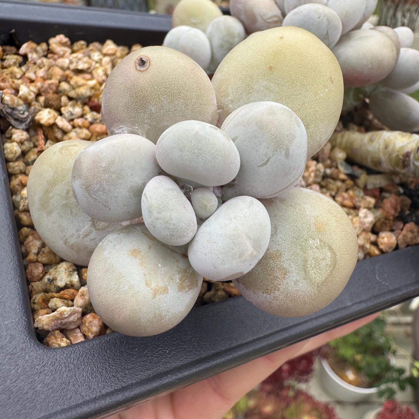 New succulents, Pachyphytum' oviferum cheese' cluster, 3.5inches