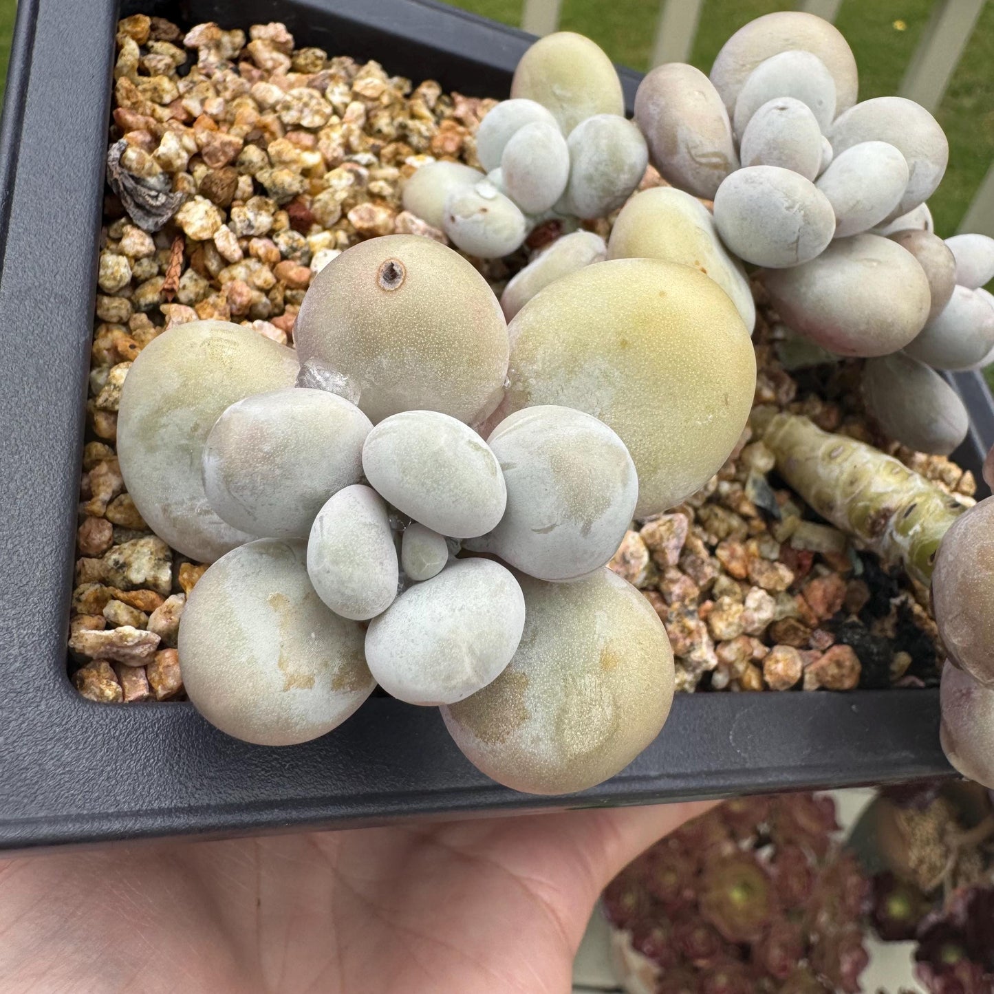 New succulents, Pachyphytum' oviferum cheese' cluster, 3.5inches
