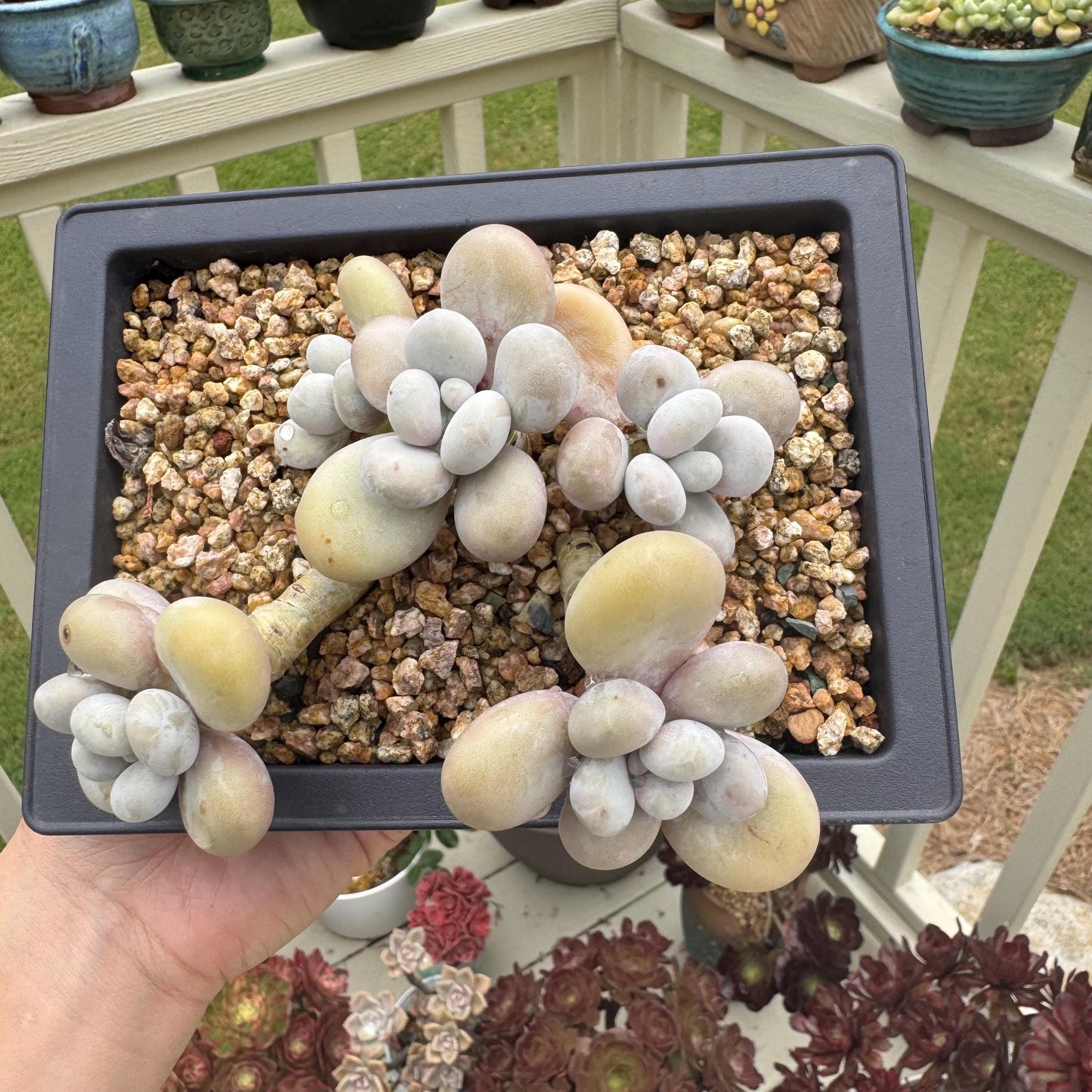 New succulents, Pachyphytum' oviferum cheese' cluster, 3.5inches