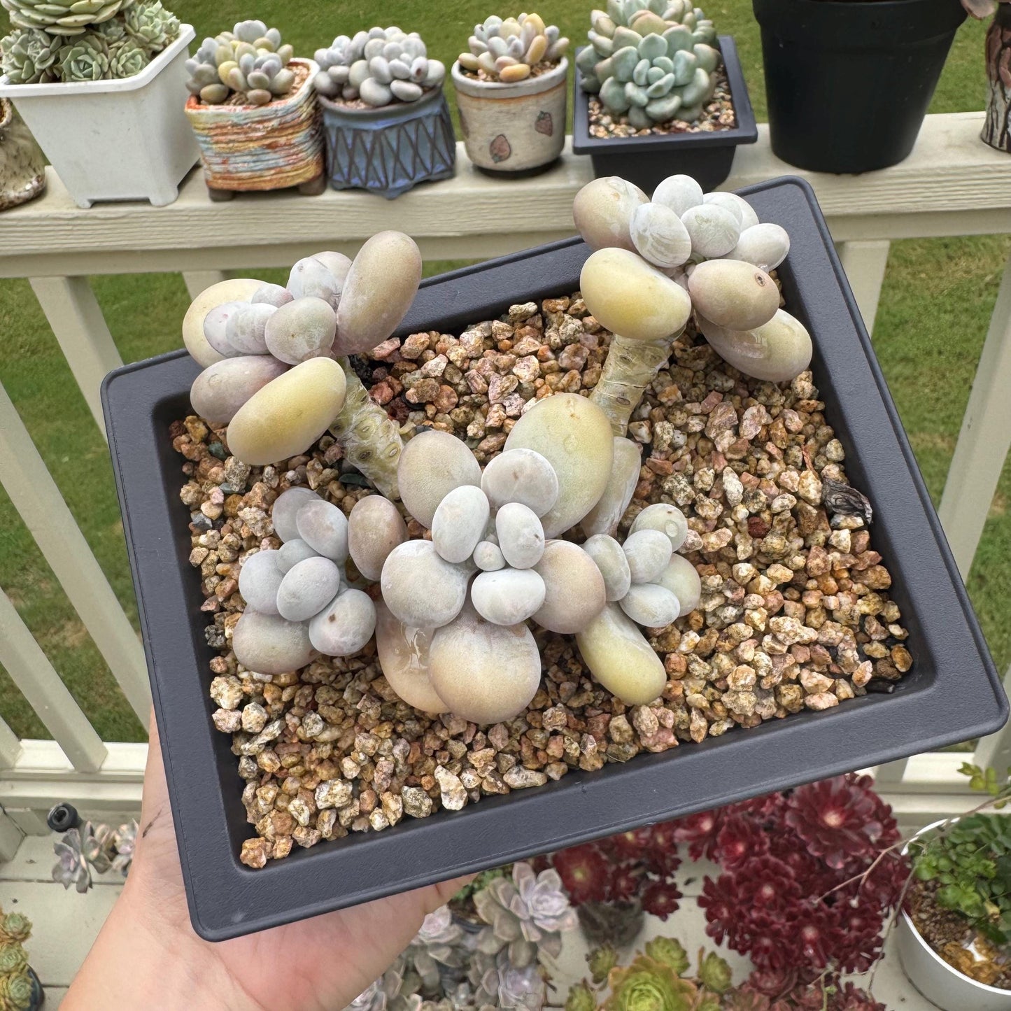New succulents, Pachyphytum' oviferum cheese' cluster, 3.5inches