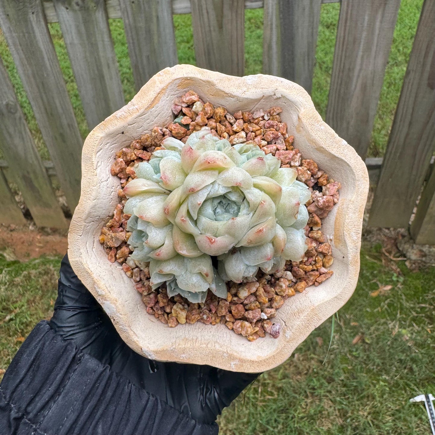 New succulents, Echeveria  ' White  Elegans' cluster, 3.4inches