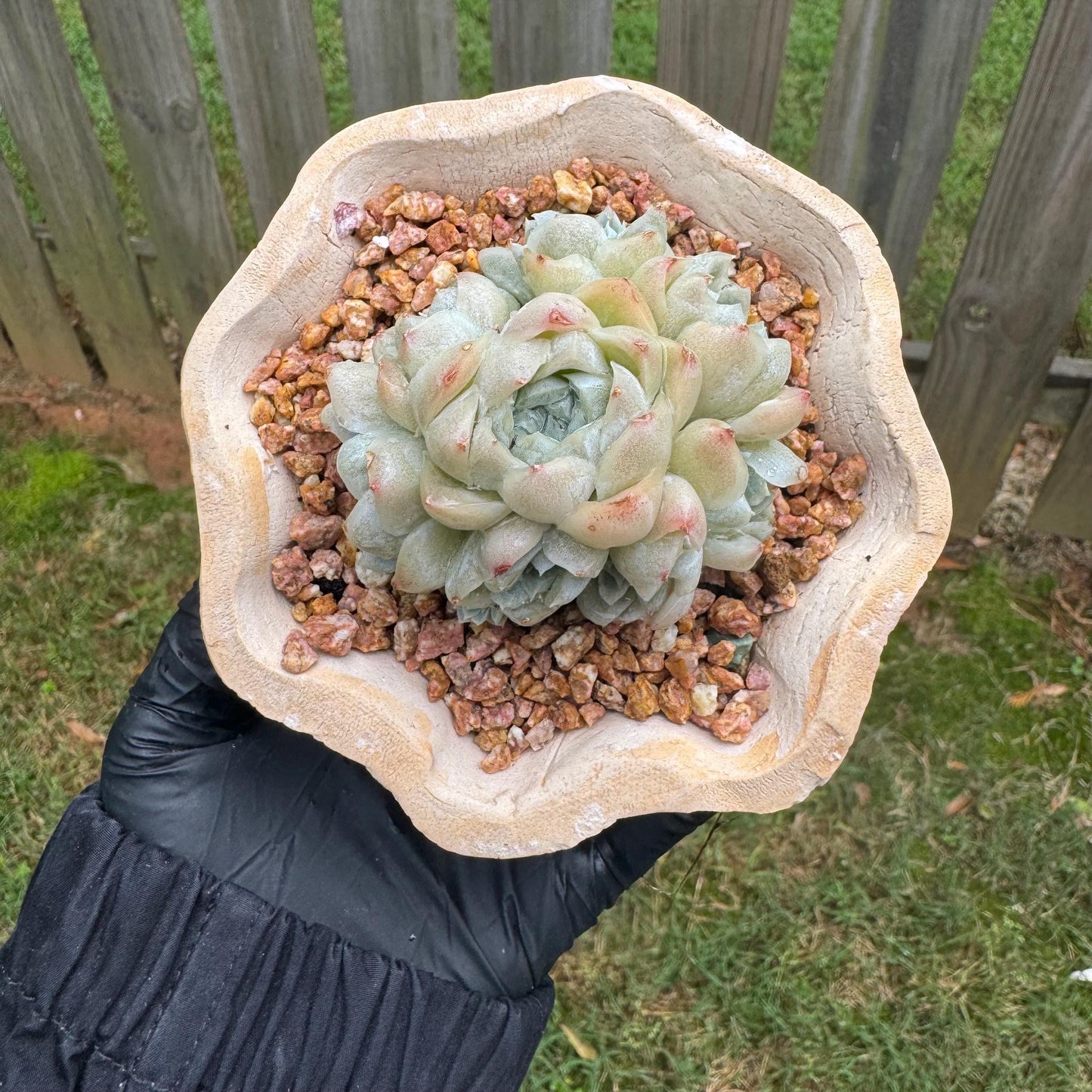 New succulents, Echeveria  ' White  Elegans' cluster, 3.4inches