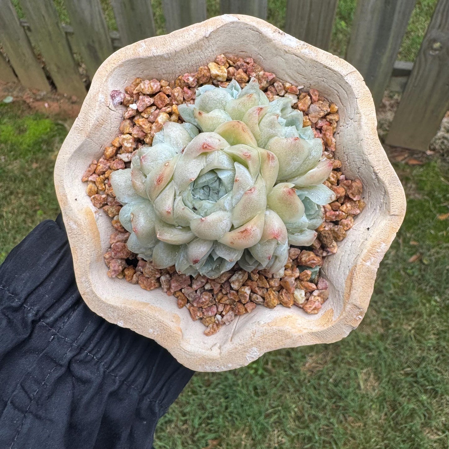New succulents, Echeveria  ' White  Elegans' cluster, 3.4inches