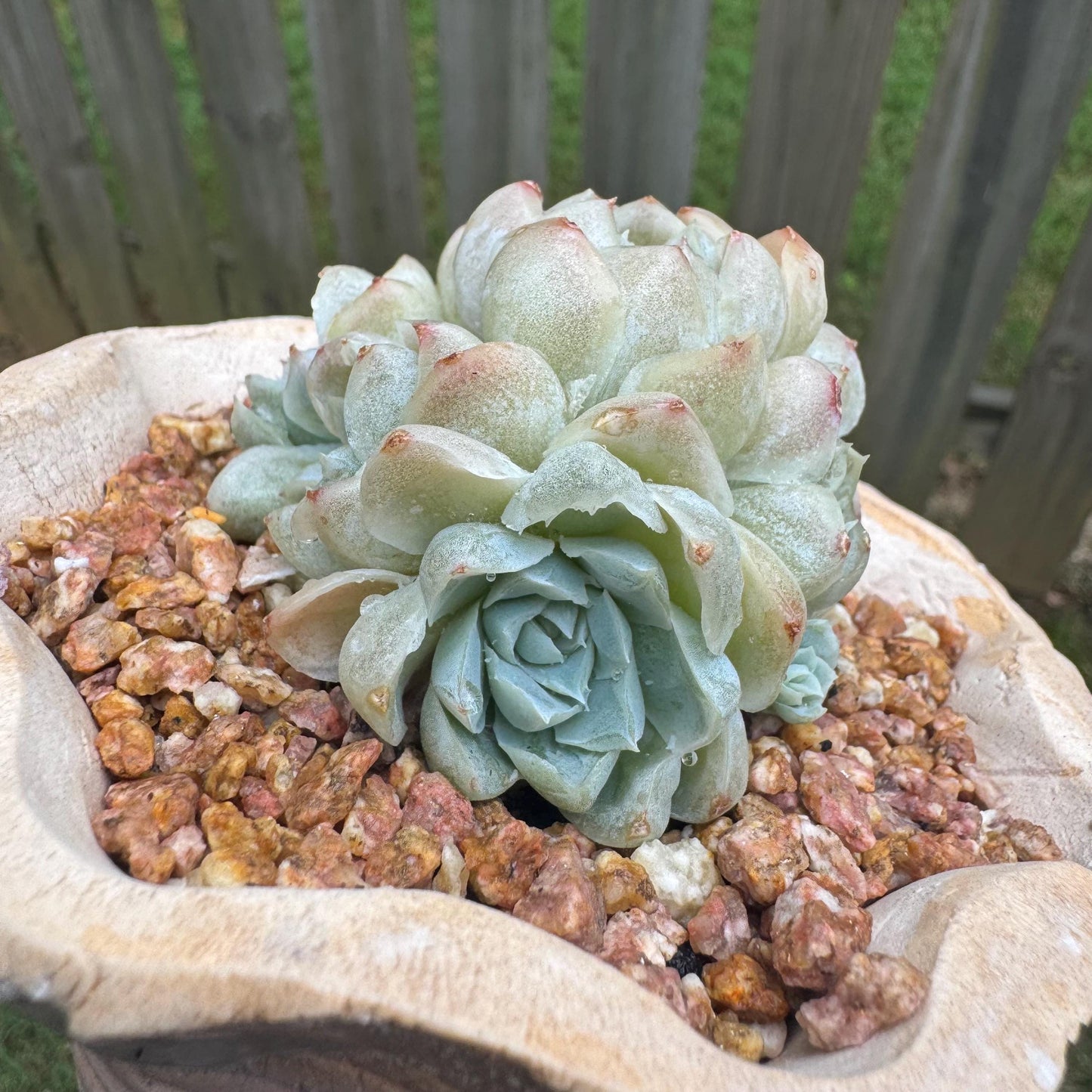 New succulents, Echeveria  ' White  Elegans' cluster, 3.4inches