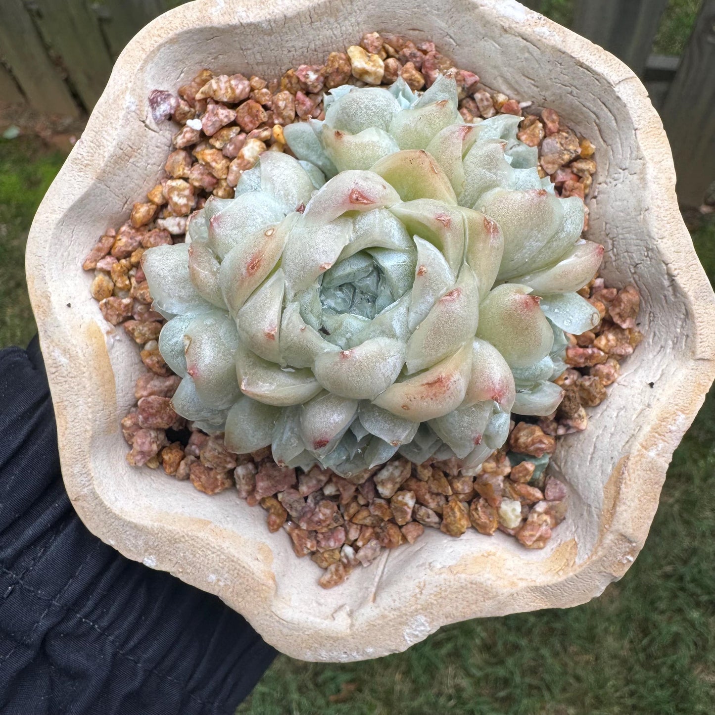 New succulents, Echeveria  ' White  Elegans' cluster, 3.4inches