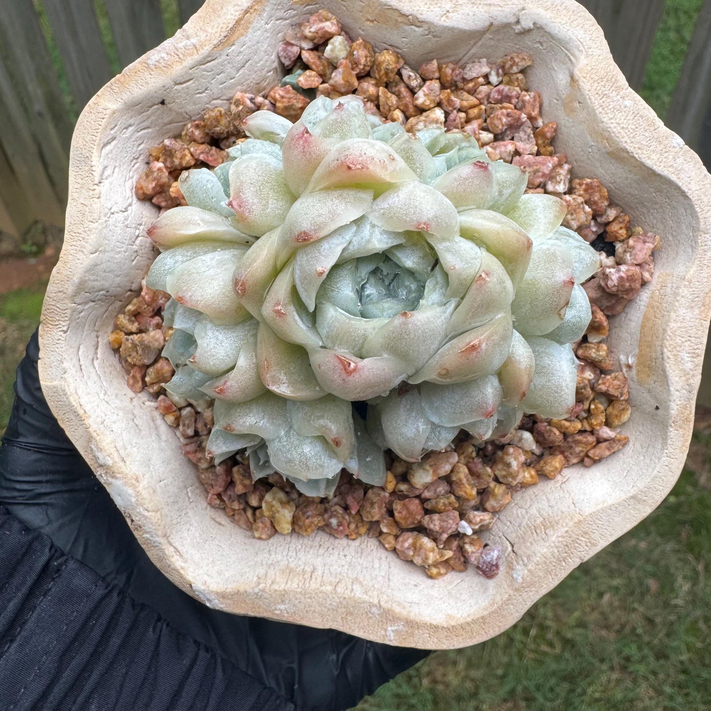 New succulents, Echeveria  ' White  Elegans' cluster, 3.4inches