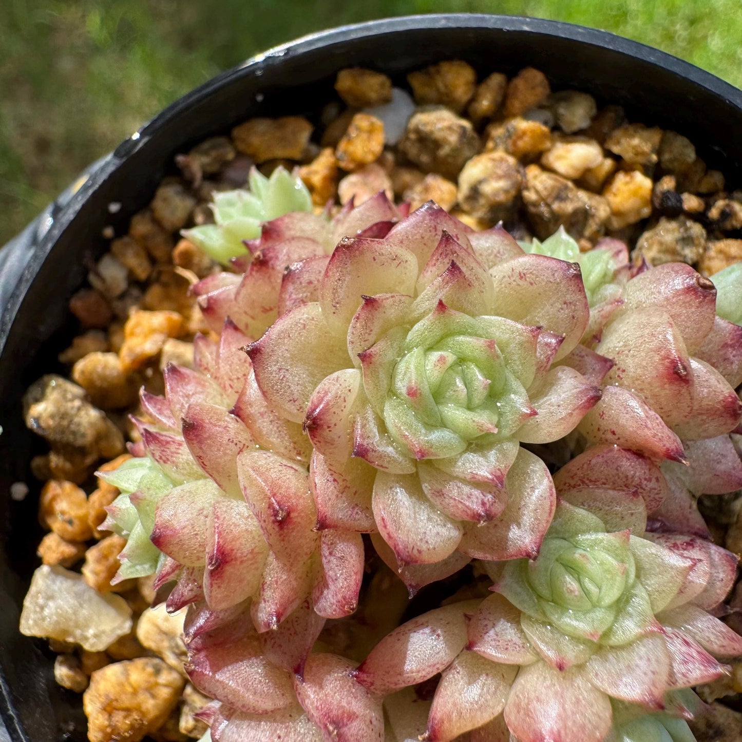 Rare succulents plants, Echeveria' malgan ' small cluster , 2.1inches