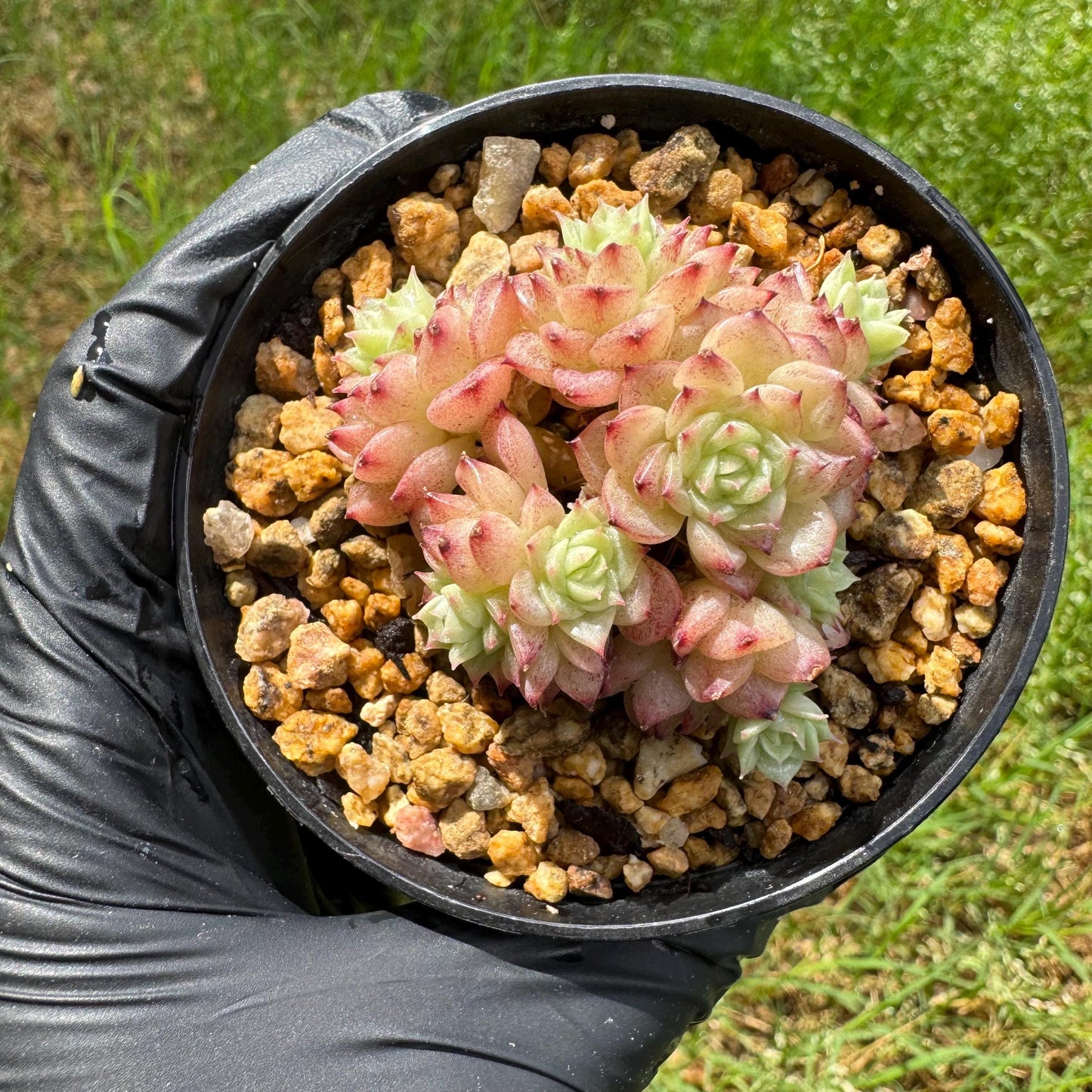 Rare succulents plants, Echeveria' malgan ' small cluster , 2.1inches