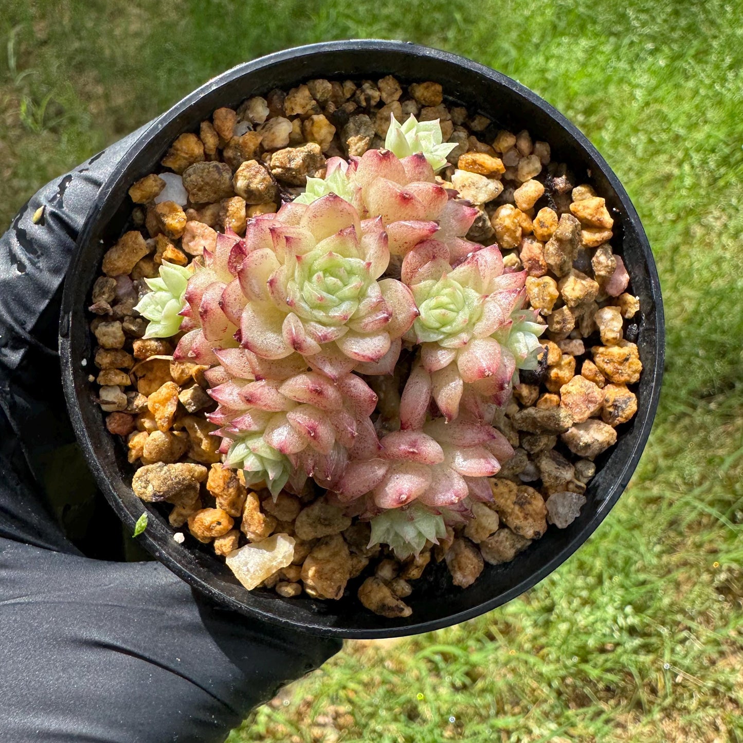 Rare succulents plants, Echeveria' malgan ' small cluster , 2.1inches