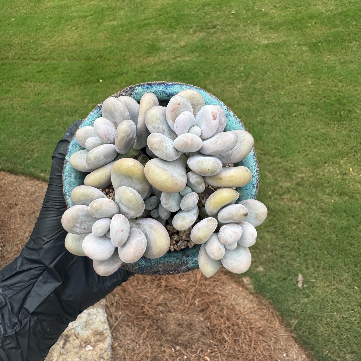New succulents, Pachyphytum 'oviferum ' cluster, 3.6inches