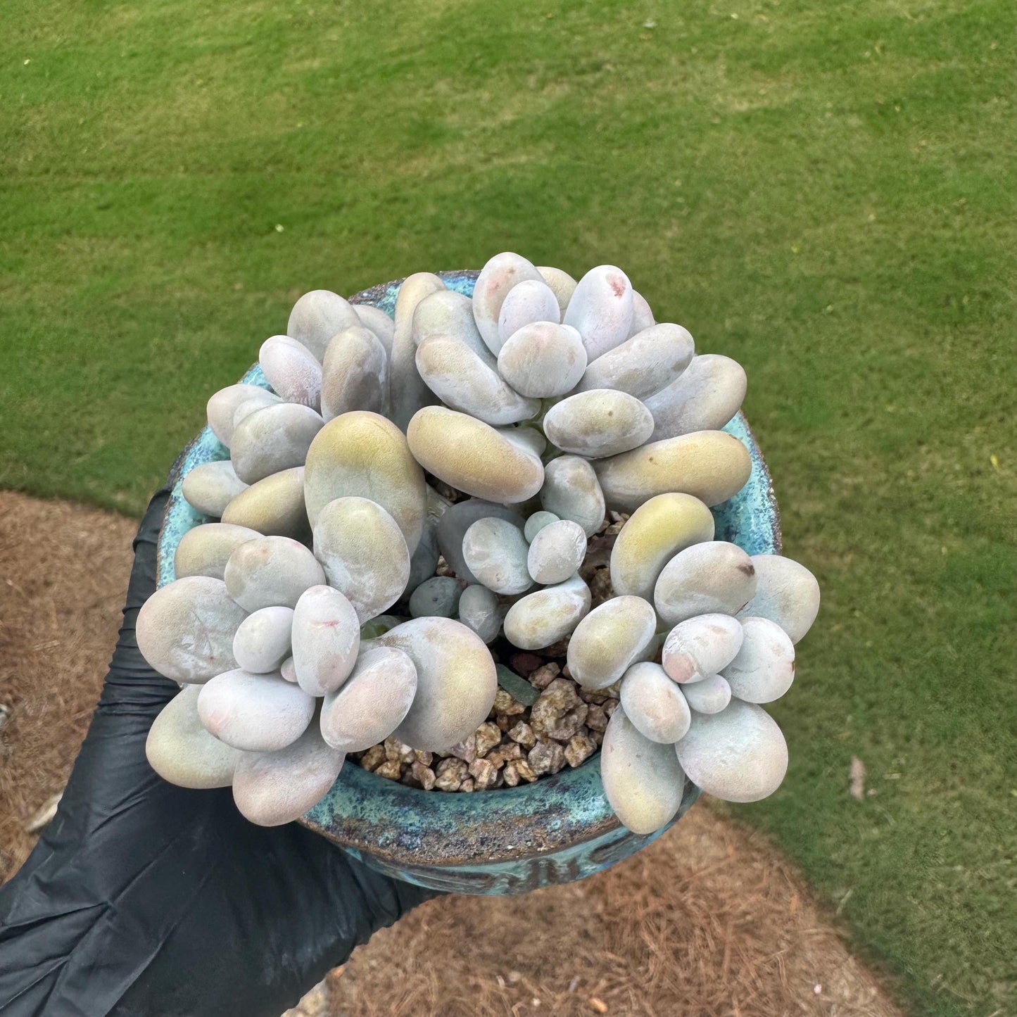 New succulents, Pachyphytum 'oviferum ' cluster, 3.6inches