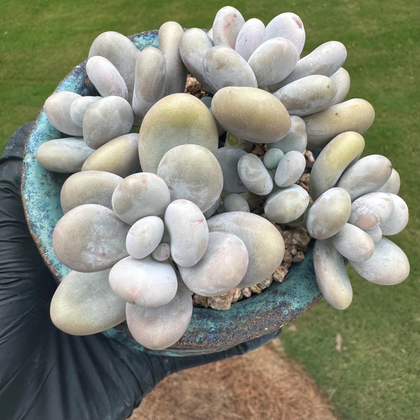 New succulents, Pachyphytum 'oviferum ' cluster, 3.6inches