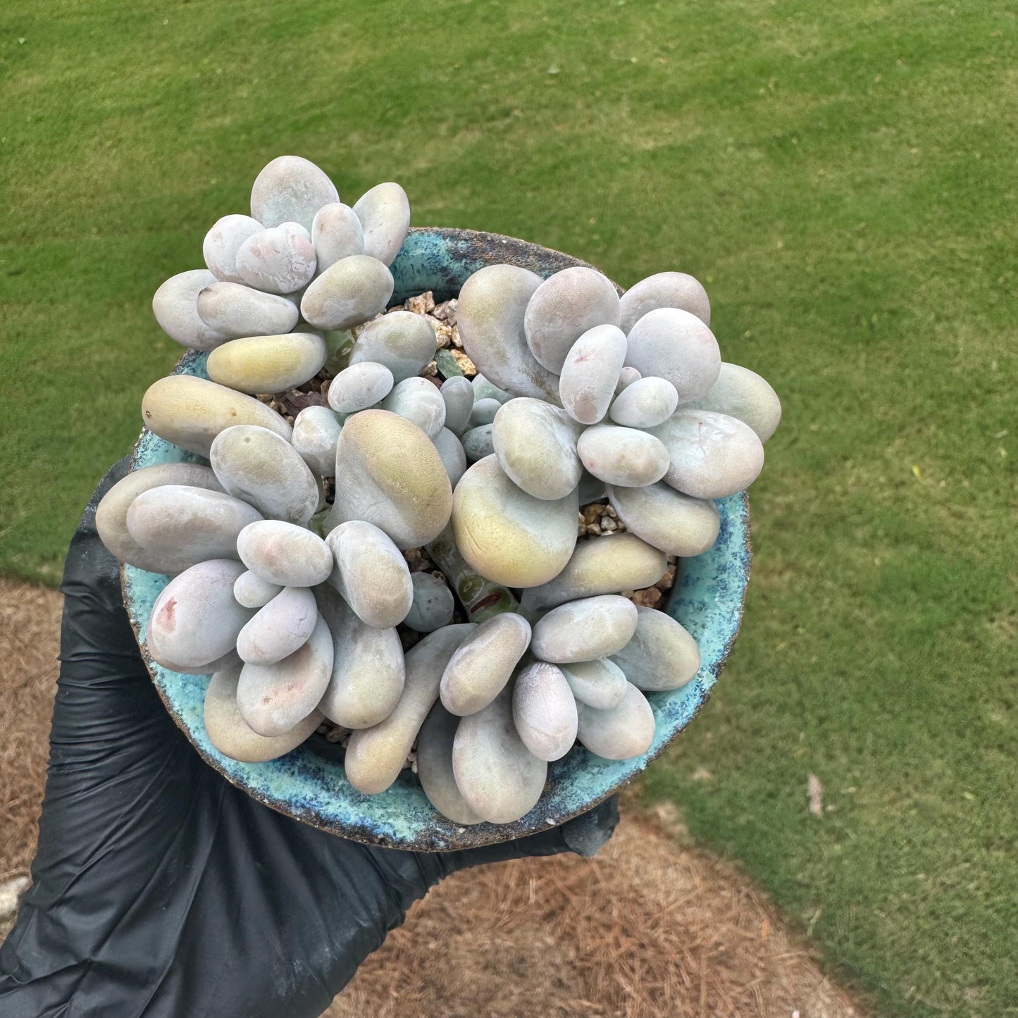 New succulents, Pachyphytum 'oviferum ' cluster, 3.6inches