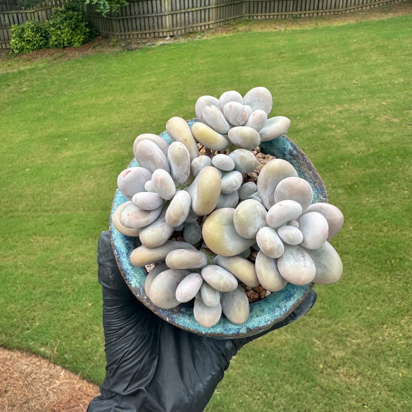 New succulents, Pachyphytum 'oviferum ' cluster, 3.6inches