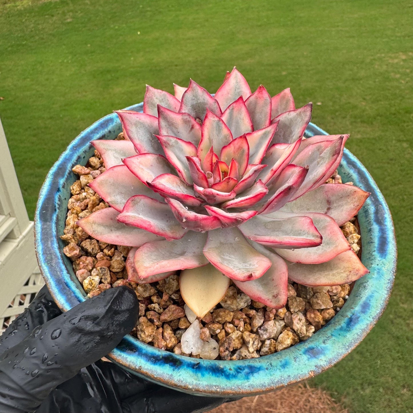 New succulents, Echeveria 'Moon Goddess 'Variegated', 4.1inches,a little scars on leaves