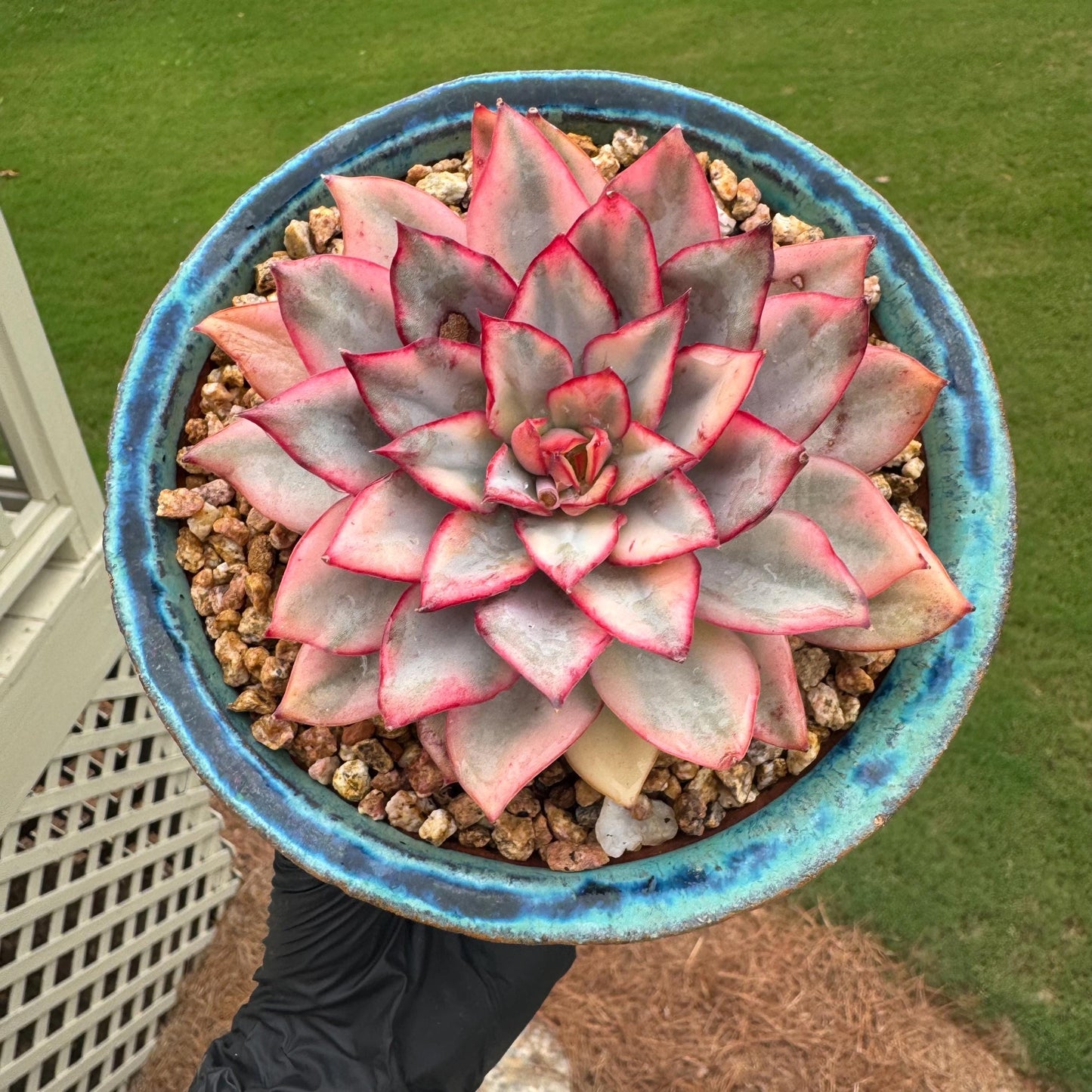 New succulents, Echeveria 'Moon Goddess 'Variegated', 4.1inches,a little scars on leaves