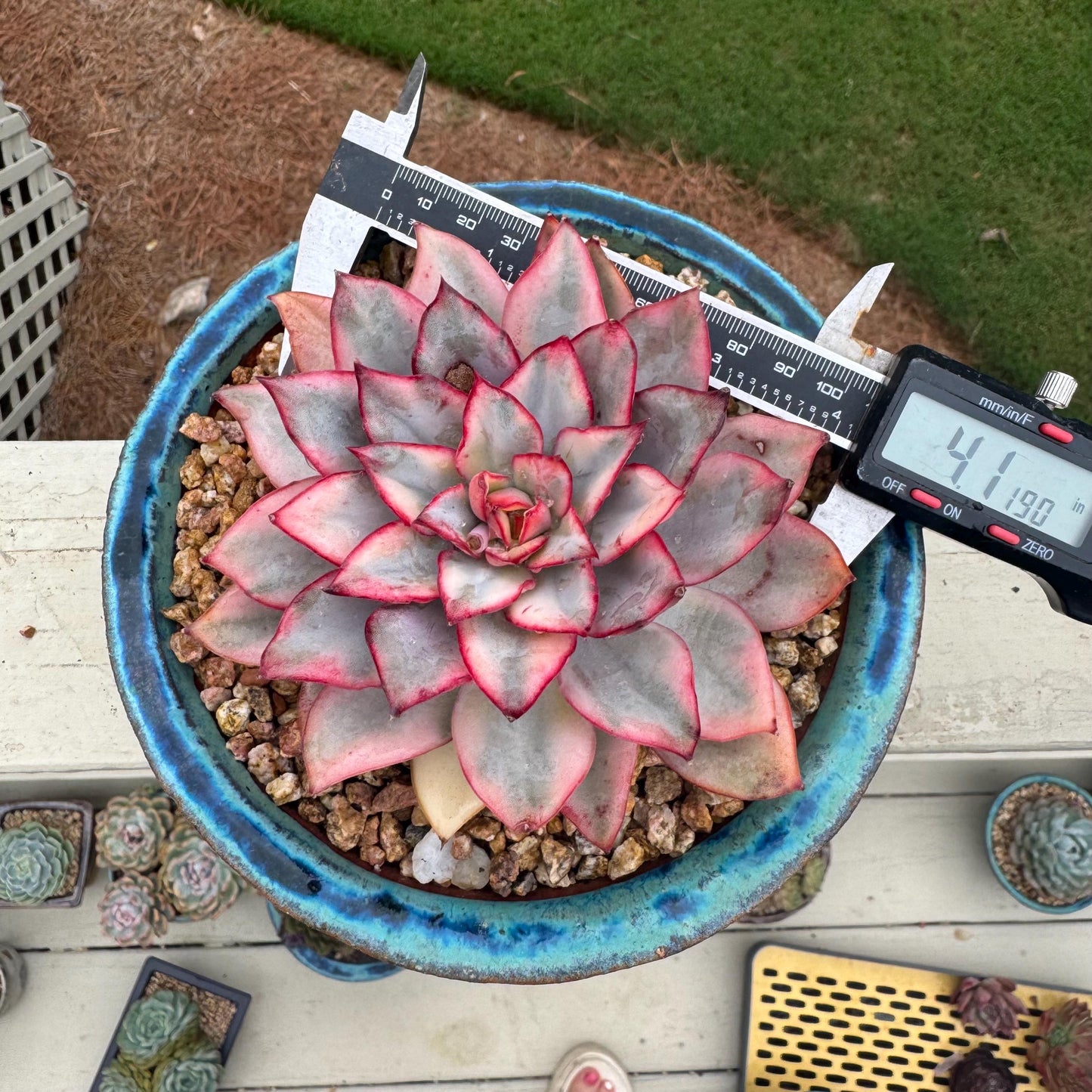 New succulents, Echeveria 'Moon Goddess 'Variegated', 4.1inches,a little scars on leaves