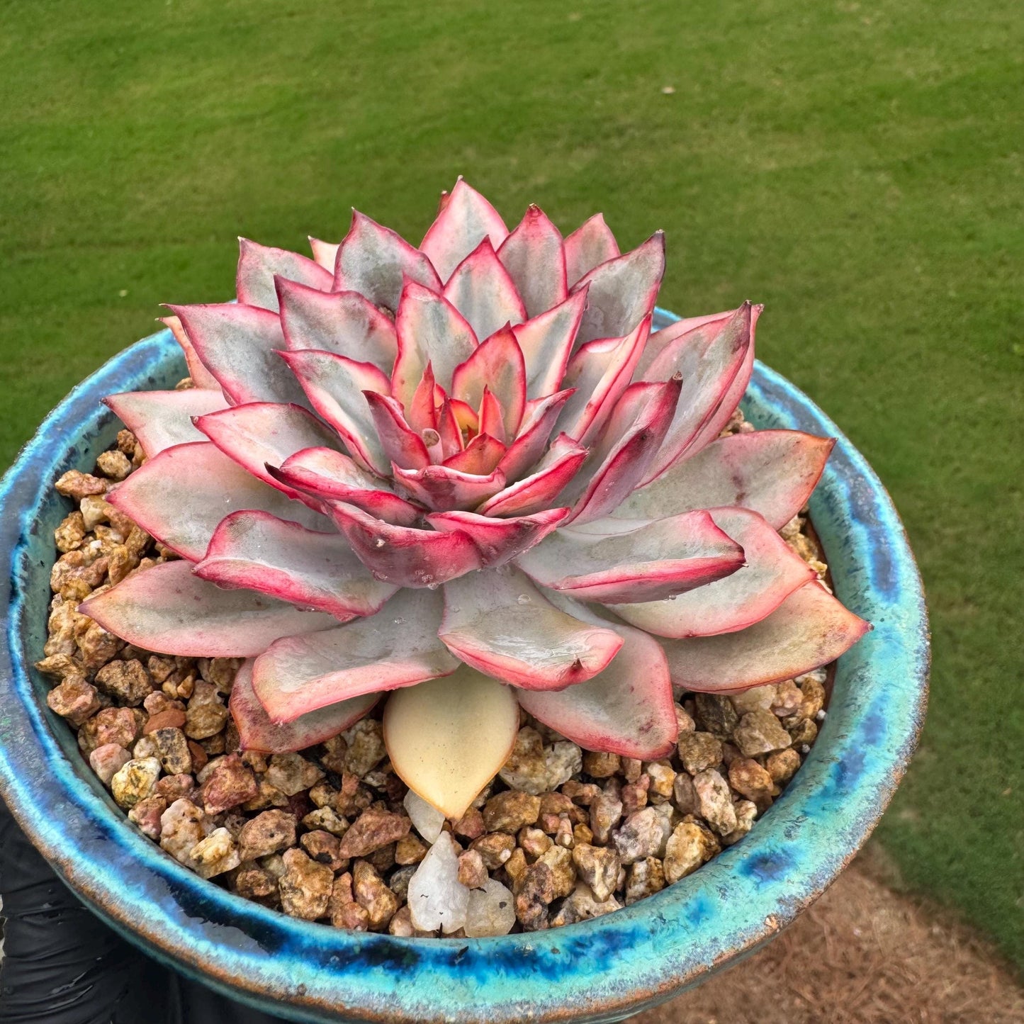 New succulents, Echeveria 'Moon Goddess 'Variegated', 4.1inches,a little scars on leaves