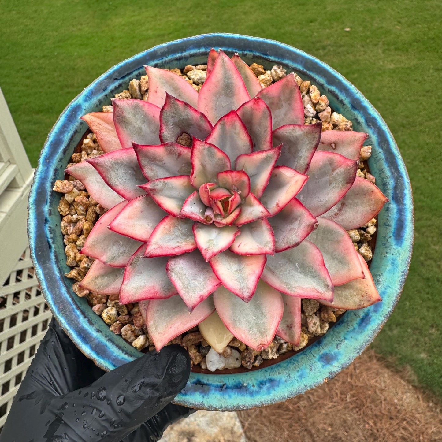 New succulents, Echeveria 'Moon Goddess 'Variegated', 4.1inches,a little scars on leaves