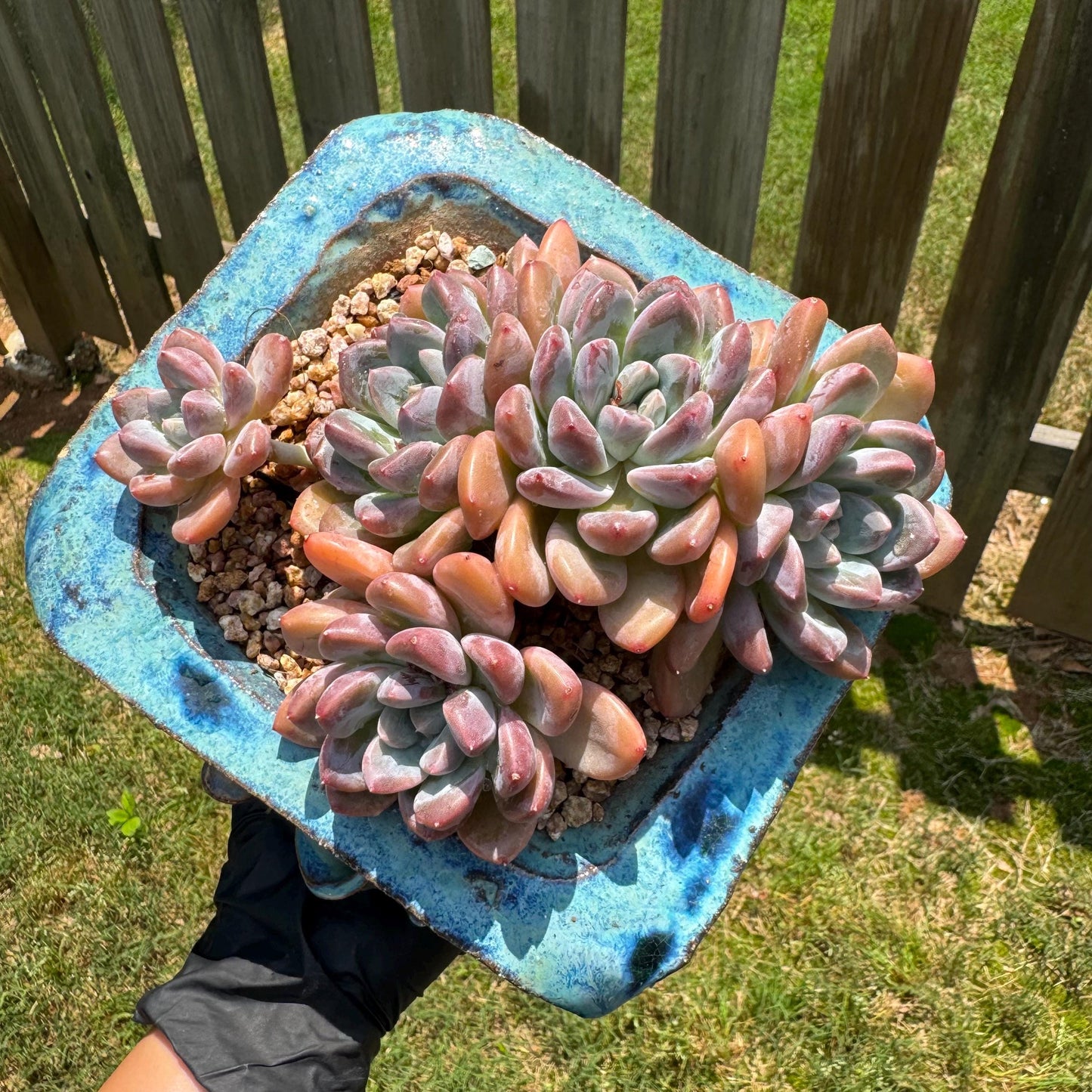 Echeveria 'white dew cluster' , 4.9inches