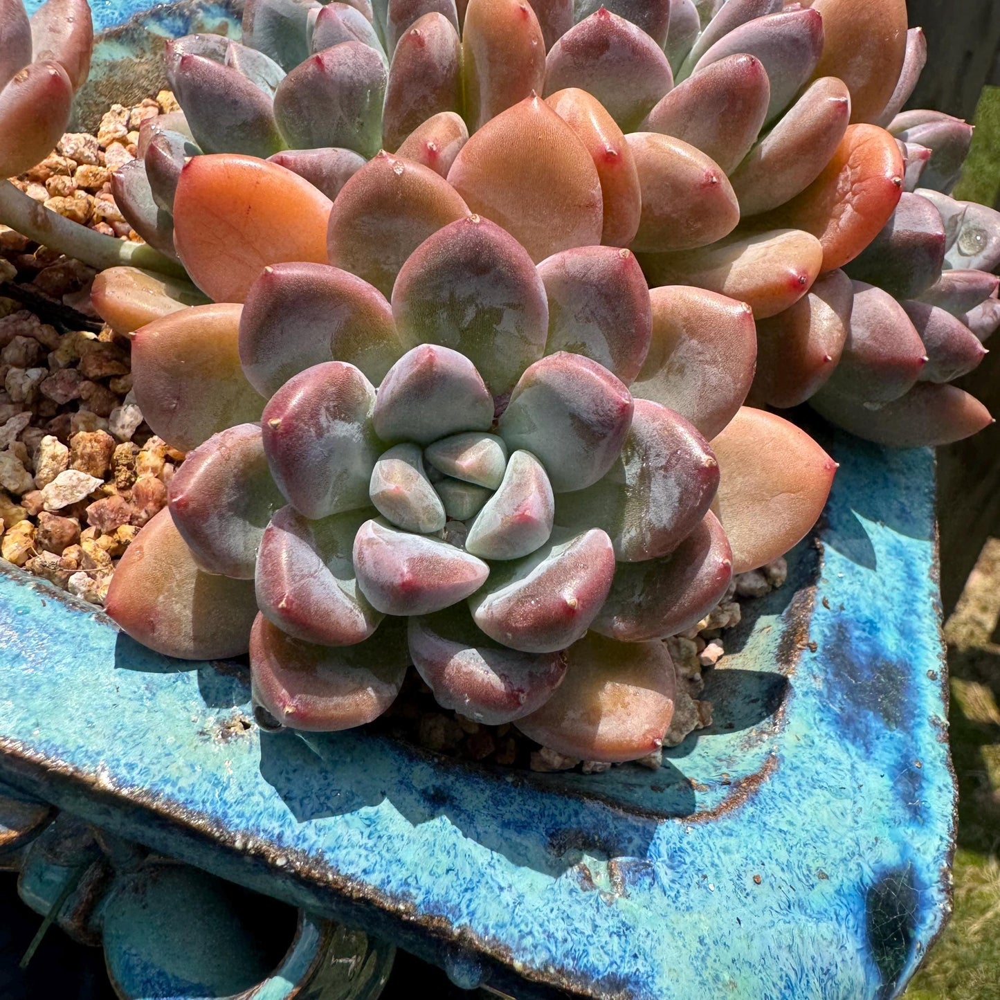 Echeveria 'white dew cluster' , 4.9inches